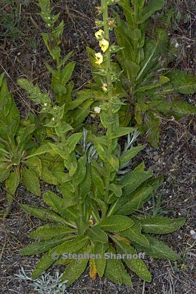 verbascum virgatum 1 graphic